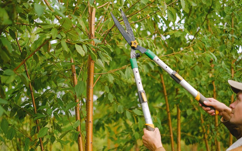 Tree trimming in Ladera Ranch, CA